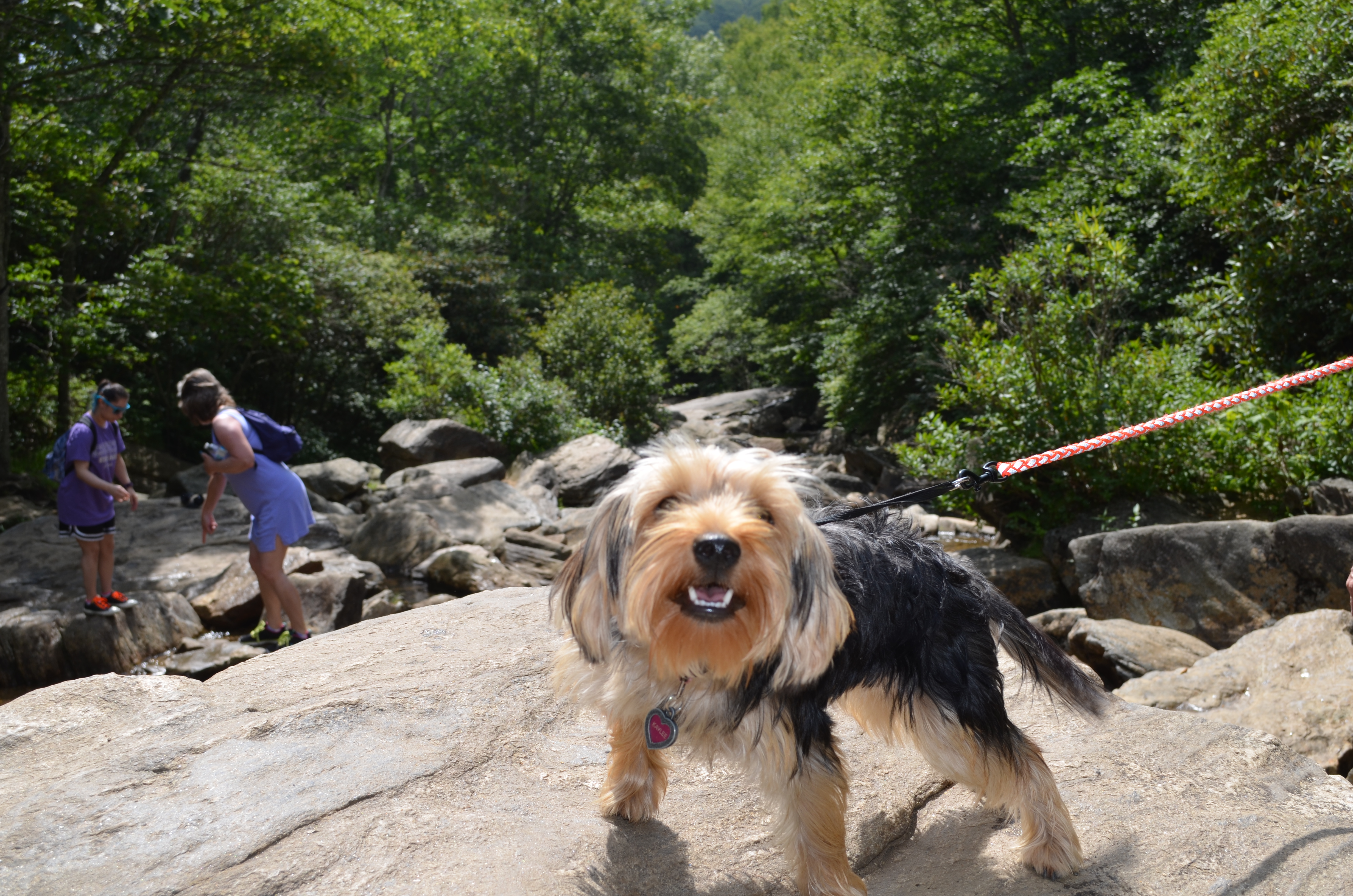 ./2016/14 - Asheville/02 - Second Falls/DSC_0738.JPG
